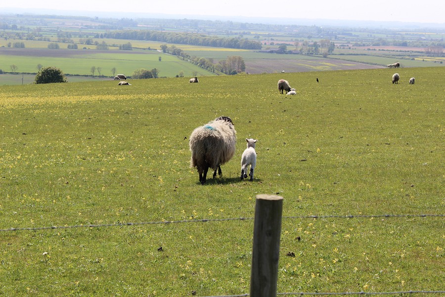 Cygnet Lodge Sheep