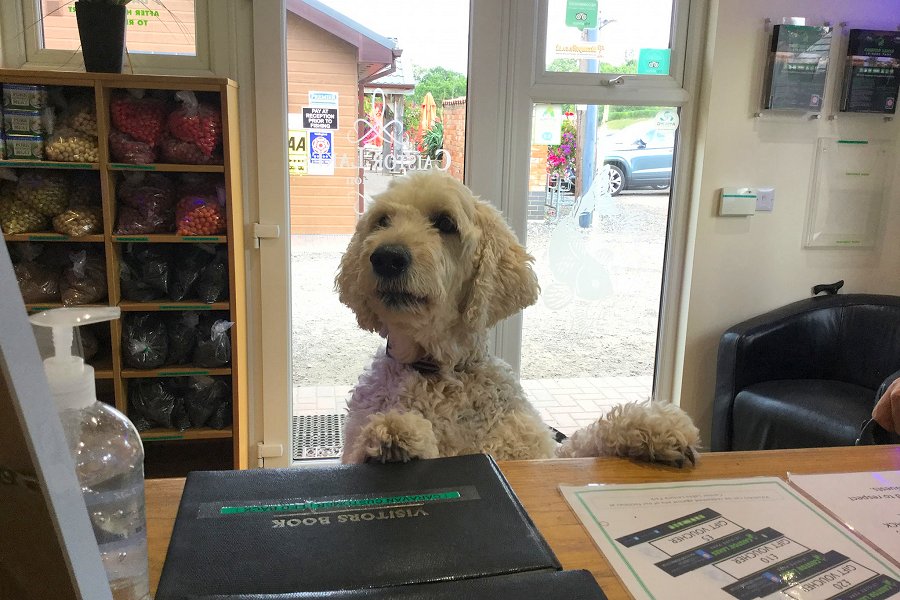 Caistor Lakes Dog