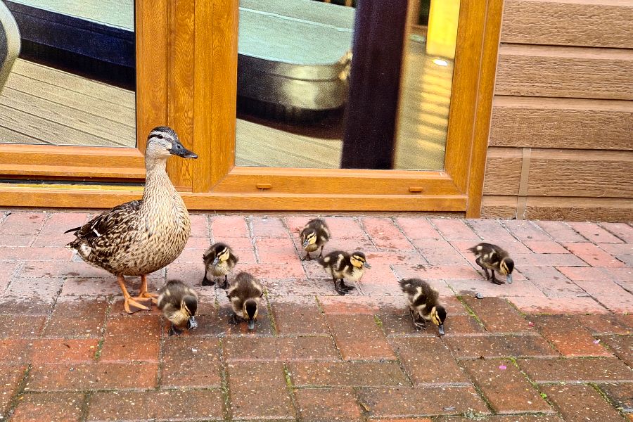 Caistor Lakes Ducks