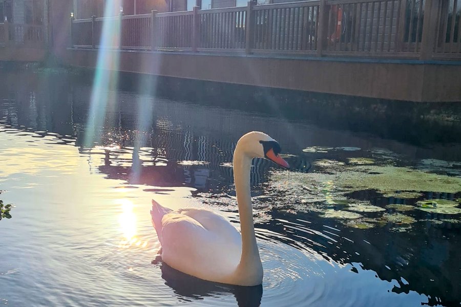 Caistor Lakes Swan