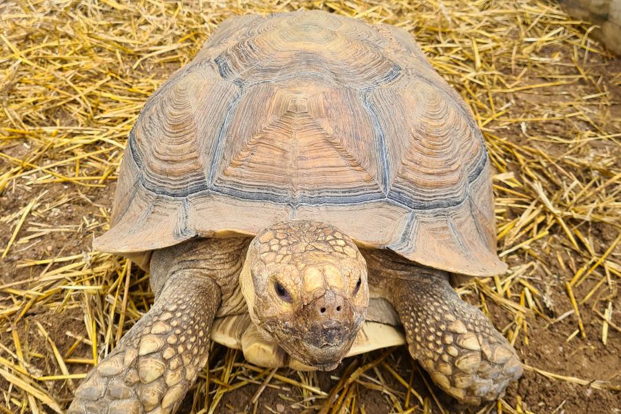 Caistor Lakes Turtle