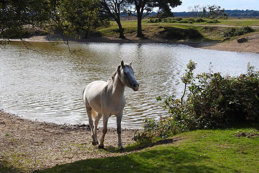 Pony on the New Forest
