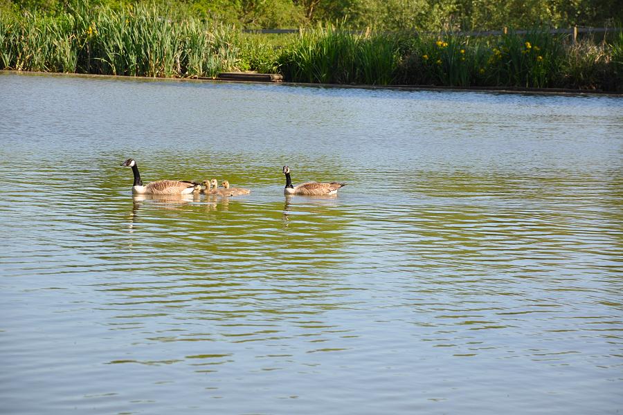 Warbler Lake View