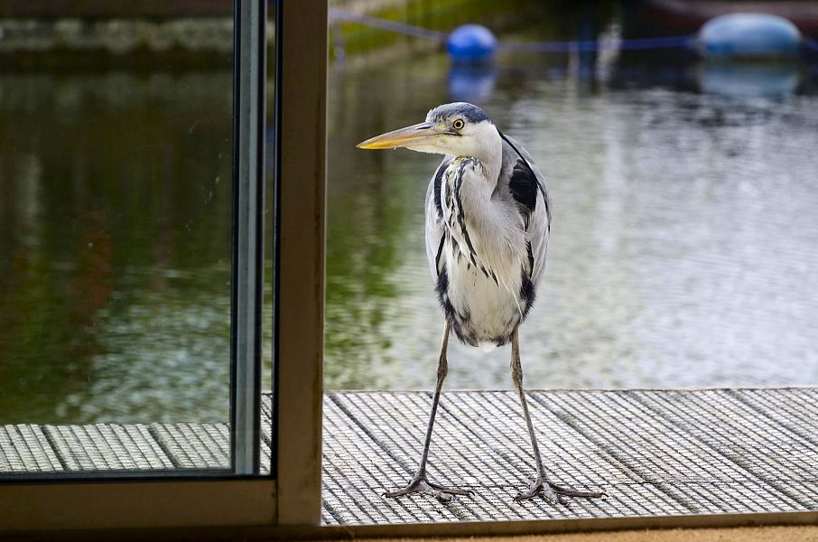 Kingfisher Lure, Wroxham