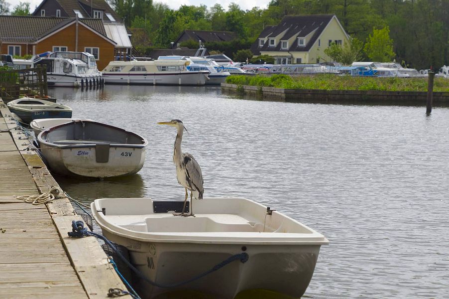 Kingfisher Lure, Wroxham