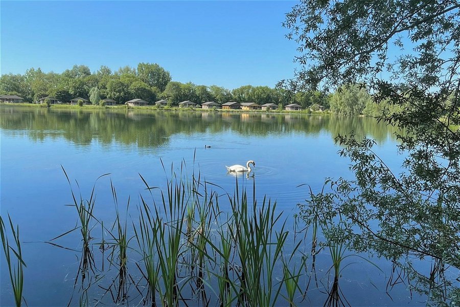 Lake Pochard Iris