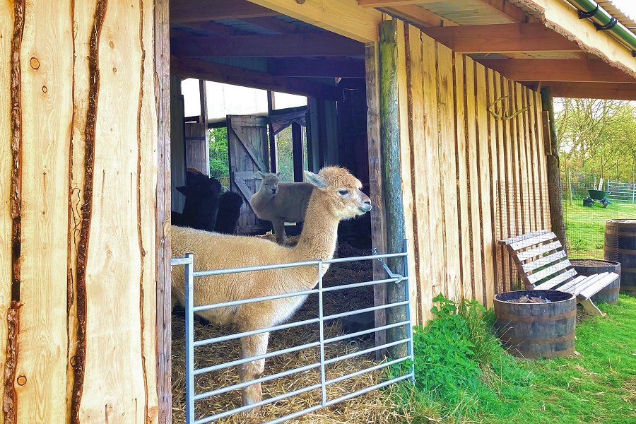 Mill Farm Alpaca