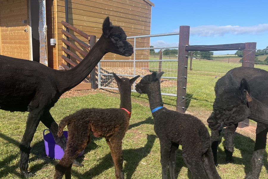 South View Alpacas