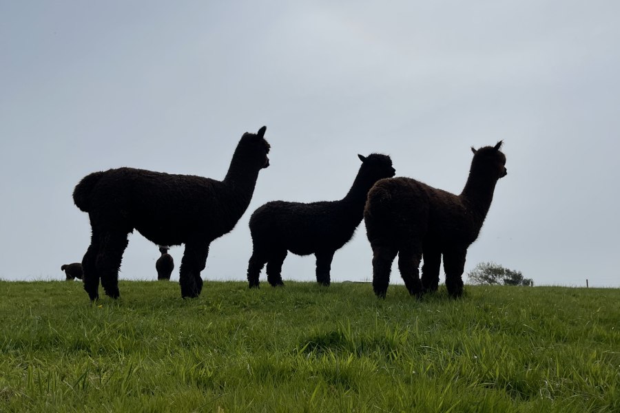 South View Alpacas