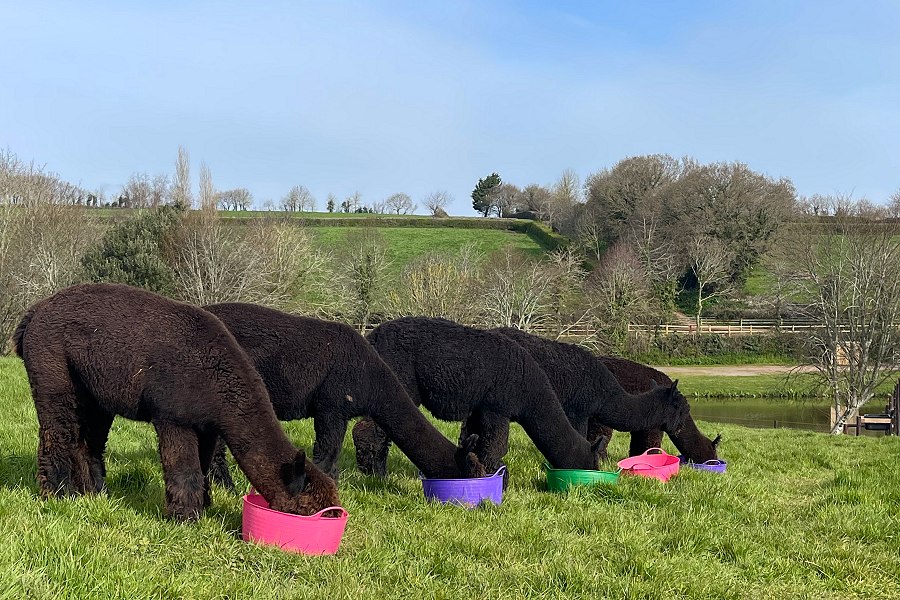 South View Alpacas