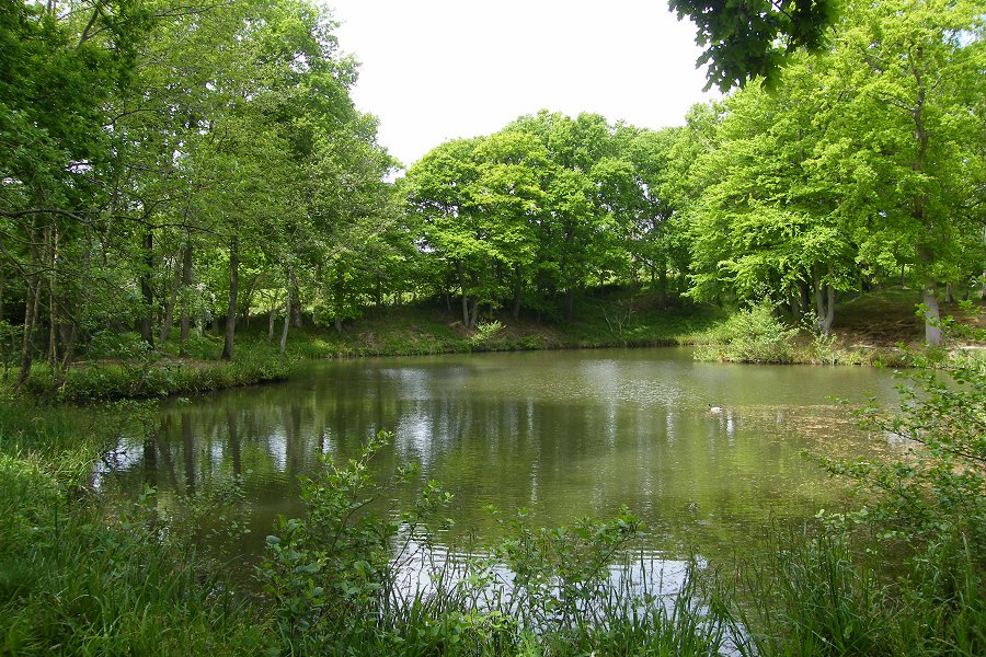 Springwood Beech Pool