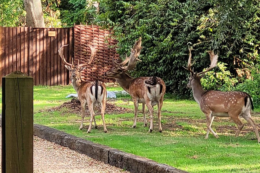 Wildlife in Surrey