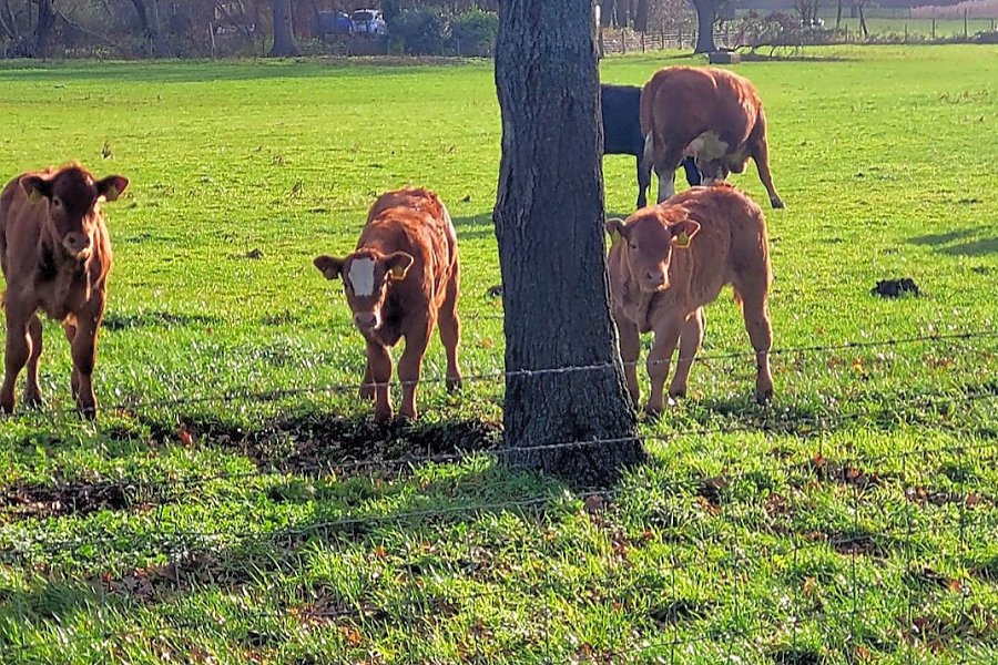 Tinkerbell Retreat Cows