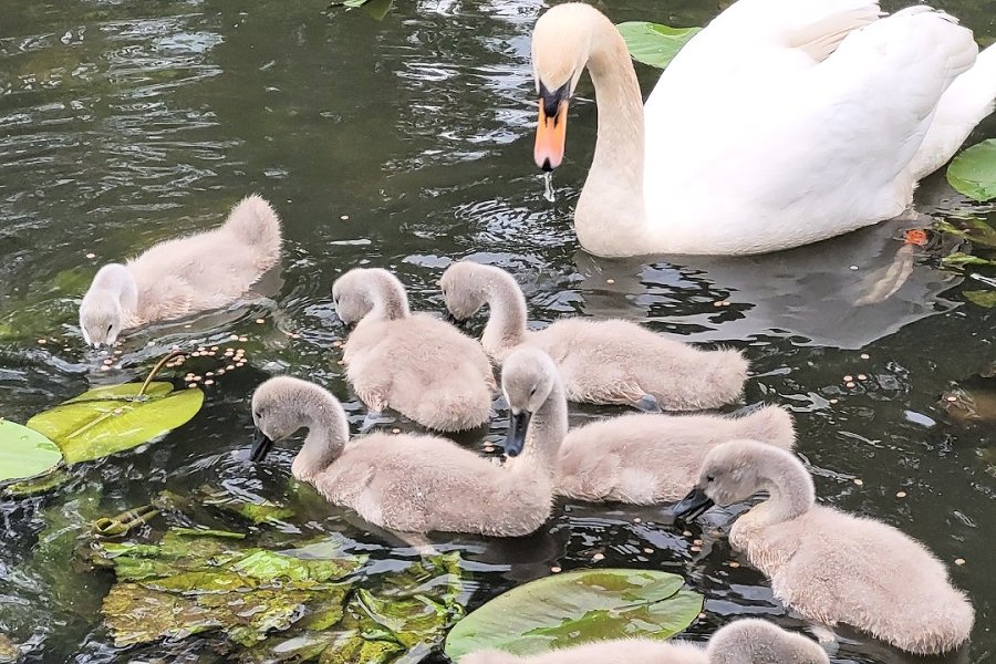 Tinkerbell Retreat Swans