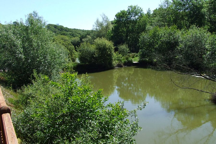 Moorhen Lodge View