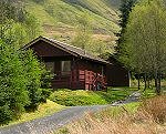 Portnellan Buzzard - Crianlarich, Scottish Highlands